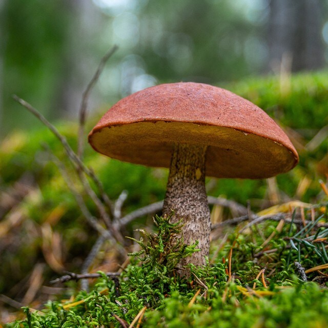 Seeneid teie köögis – milliseid seeneliike võib kasutada?