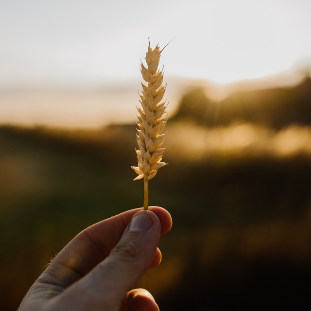 Grūdai Jūsų virtuvėje – kokius galite naudoti?