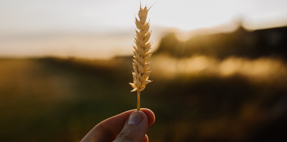 Grūdai Jūsų virtuvėje – kokius galite naudoti?